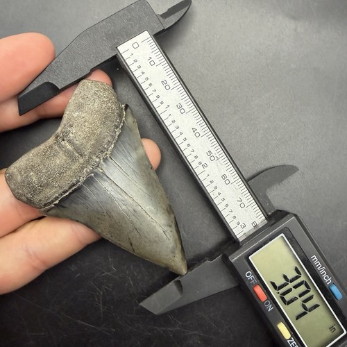 Mako hastalis shark - 3.04”,